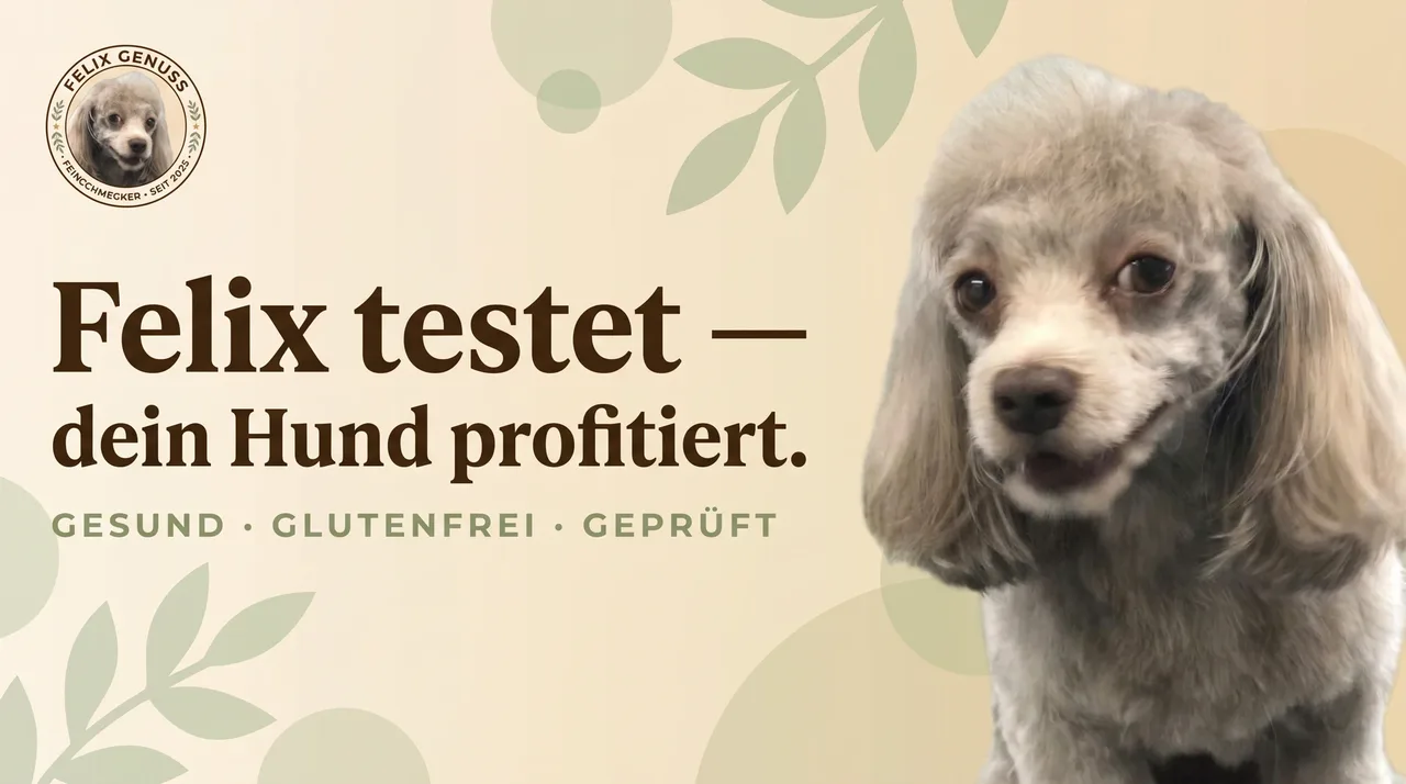 Felix, ein heller Bolonka Zwetna mit langen Ohren, schaut freundlich in die Kamera